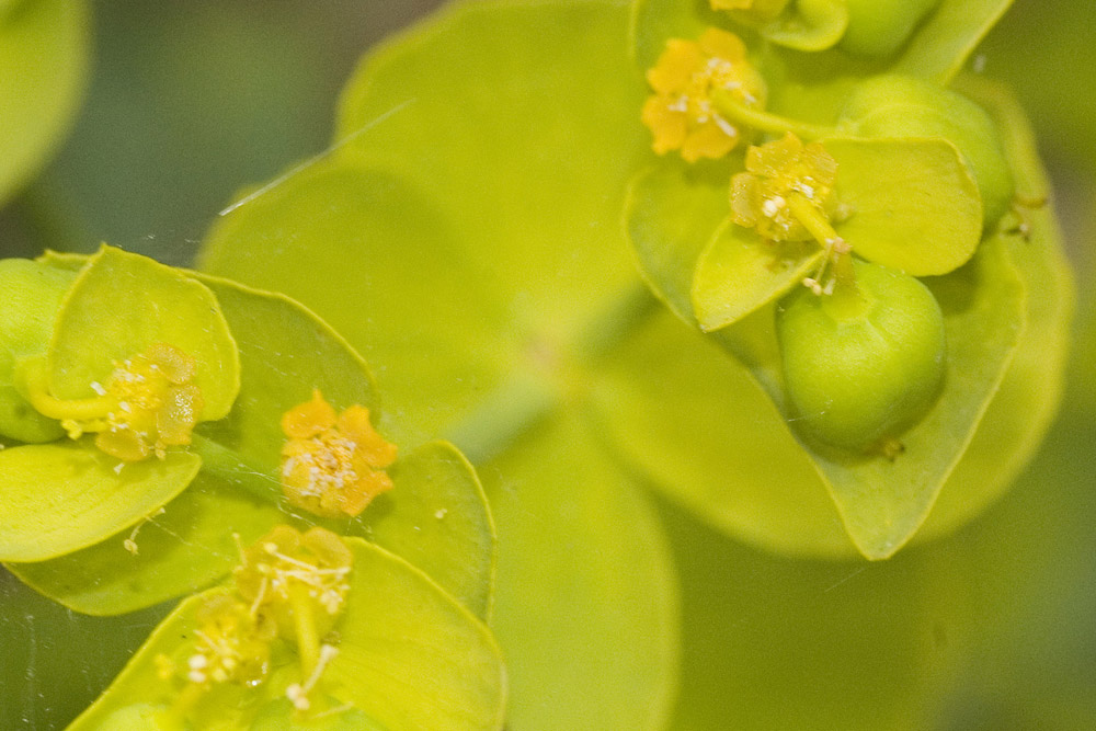 Euphorbia serrata / Euforbia dentata